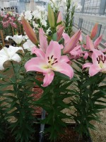 [5684 VZ W09 3510-01 No01.JPG]